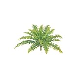 タマシダ大 W60cm