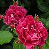 バラ苗 ギーサヴォア 国産新苗4号鉢 四季咲き大輪 複色系 フレンチローズ（デルバール）