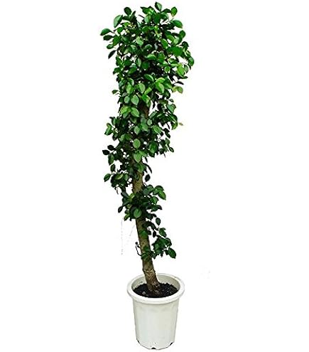 Amazon｜縁起物植物(現品)曲がり 昇り龍 8号 ガジュマル 太幹｜観葉