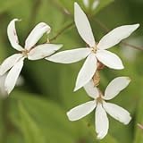 三つ葉シモツケ