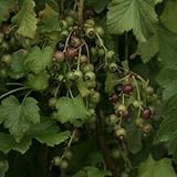 ブラックカラント 4寸