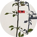 花カイドウ 苗木 花かいどう 13.5cmポット苗 花海棠 苗