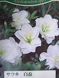 サツキツツジ 【 白盃 】 さつき 苗 4号 ポット サツキ 庭木 常緑樹 グランドカバー 低木