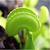 ホット販売100PCS /ロット鉢植え食虫植物種子ハエジゴクMuscipulaジャイアントクリップハエトリグサ種子庭の装飾