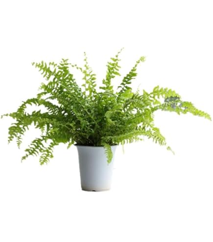 hinanami様確認用 ネフロレピス スコッチモス hinanami様確認用