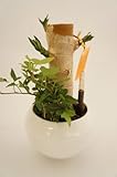 お部屋の飾りに最適！『ルンド白　２種寄せ植え　水位計付き　』　どのお部屋にも植物にも合う陶器鉢なのでインテリアにピッタリ♪