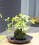 黄金と緑色の葉が美しい苔玉【テイカカズラの苔玉・炭化焼締器セット】 (敷石の色（黒）)