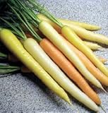 [3色ミックス甘くおいしい人参　野菜タネ]ニンジン：スイートプリンセスの種2袋セット