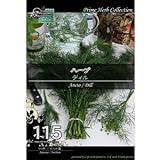 [ ハーブ 種 ] ディル