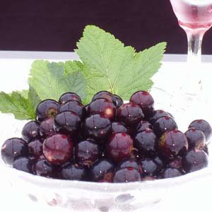 カシス クロスグリ カーラント の育て方 栽培方法 どこよりも詳しいカシスの育て方大ちゃんの農業日誌 １０坪のお庭の物語 だいちゃんの農業日誌