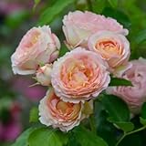 バラ苗 ペッシュボンボン 国産大苗デルバールオリジナル角鉢6号 四季咲き大輪 複色系 フレンチローズ（デルバール）