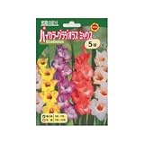 春植え球根 バイカラーグラジオラス ミックス (130074)