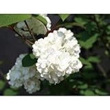 オオデマリ(大手鞠 テマリバナ)白花 植木 花木 苗木 落葉低木