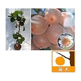 キウイ（オス木）：ロッキー4～5号ポット[苗木] ノーブランド品