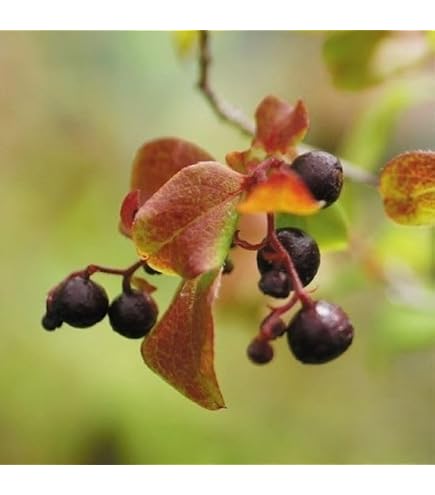 Amazon｜ナツハゼ 2本立ち 山採り｜観葉植物 オンライン通販