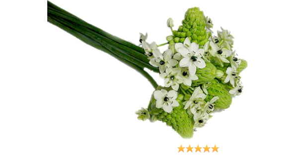 Amazon オーニソ 生花 切り花 オーニソガラム サンデルシーなど 5本 切り花 オンライン通販