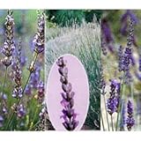 ラベンダー：ラバンジン系3種セット[グロッソ・アラビアンナイト・スコティッシュコテージ] ノーブランド品