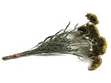 ドライフラワー花材,天然素材 ノコギリソウ(ナチュラルイエロー）【花科学プレミアム】