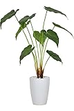 DORIS 観葉植物 光触媒 フェイクグリーン インテリア 水やり不要 陶器鉢 クワズイモ