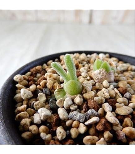 Amazon｜モニラリア モリニフォルメ 多肉植物 うさぎ｜観葉植物