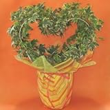 【各種御祝いに】 観葉植物 アイビー 6号