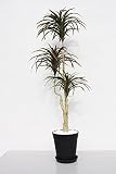 インテリアグリーン人工観葉植物・新ユッカ120グリーンレッド（黒鉢）、光触媒品