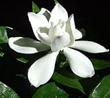 Gardenia jasminoides - Cape Gardenia - 20 seeds
