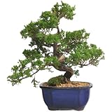 盆栽妙 特選真柏 樹高約20cm