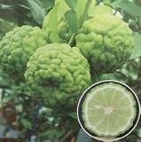 コブミカン (バイマックル) 挿し木苗 《熱帯果樹苗》