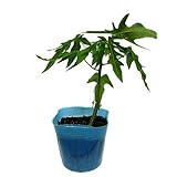 パパイヤ苗 　オキテング25号ポット苗