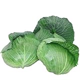 キャベツ 苗 さとうクン 極甘 5ポットセット