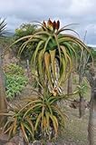 【多肉植物/種子】Aloe Helenae ★アロエ・ヘレナエ 種子５粒 [並行輸入品]