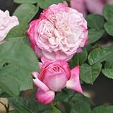 バラ苗 パリス 国産大苗オリジナル角鉢6号 四季咲き大輪 複色系　ロサ オリエンティス