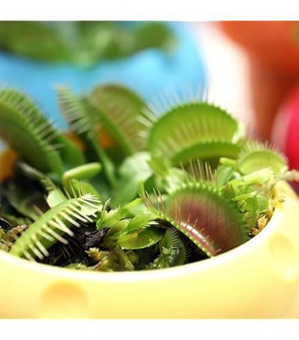 才蔵　ハエトリソウ Dionaea muscipula（ディオネア/ハエトリソウ）の商品一覧