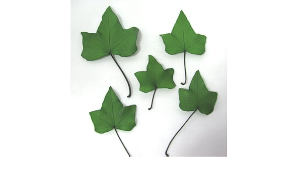 Amazon アイビー グリーン 5枚入り プリザーブドフラワー リーフ ピッツバーググリーン プリザーブドフラワー オンライン通販