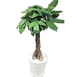 パキラねじり 白セラート鉢 7号鉢 白砂利入り