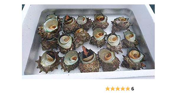 Amazon 佐渡産 天然 活サザエ 新潟 2kg 約14 個 活きたまま出荷 バーベキュー 刺身 壺焼き テイストジャパン 貝類 通販 Amazon 佐渡産 天然 活サザエ 新潟 2kg 約14 個 活きたまま出荷 バーベキュー 刺身 壺焼き テイストジャパン 貝類 通販