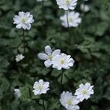 ニリンソウ 銀盃