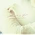 Little Glee Monster「ギュッと / CLOSE TO YOU(通常盤)」