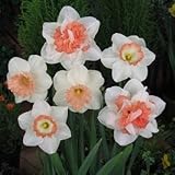 スイセン　　ピンクコンビネーション　６球入