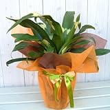 [ギフトに]万年青 （おもと）：宝船5.5号鉢植え(ラッピング付) ノーブランド品