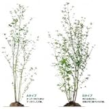 オンリーワン 植栽・樹形美 クロモジ KJ3-J503 Aタイプ