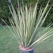 41DDEjZB6cL._AC_UL210_SR210,