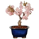 遊恵盆栽 桜盆栽：一才桜(瀬戸焼鉢)*さくら お花見 誕生日 祝 旭山桜 春 ギフト gift プレゼント bonsai