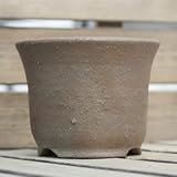 [ 伝市鉢 ] エビネ鉢 6号