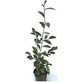 苗/苗木 サカキ 樹高0.4m前後 10.5cmポット （さかき アカメ 赤芽 ホンサカキ 榊 本榊） 常緑樹 苗木 苗 植木 庭木 生け垣 kb 1本 1