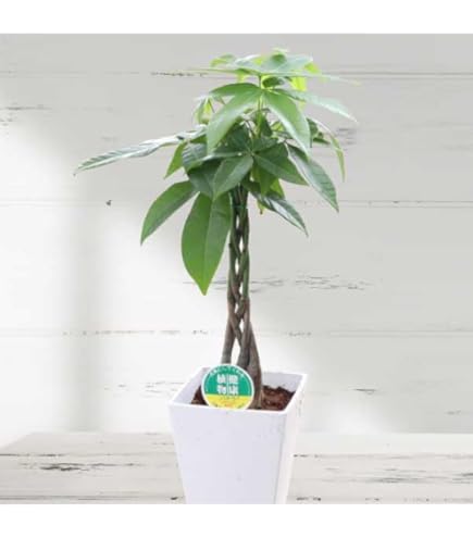 Amazon.co.jp: カポック パキラ 抜き苗 根付き 苗木 2本セット 30