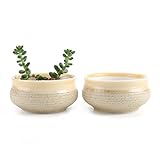 T4U 2.75 インチ 陶器鉢 シュガーシリーズ 多肉植物 サボテン鉢 フラワーポット プランター容器 黄 2個いり