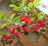 ミッキーマウスツリー（ミッキーマウスの木）