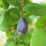 ハスカップ 苗木 ハスカップ 12cmポット苗 ハスカップ 苗